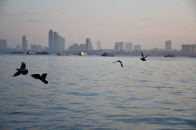 Birds flying over sea in city
