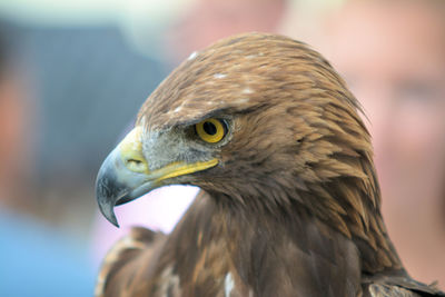 Close-up of eagle