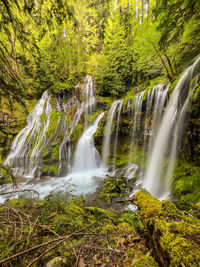 Springtime at panther creek falls in the lush gifford pinchot forest near carson washington 