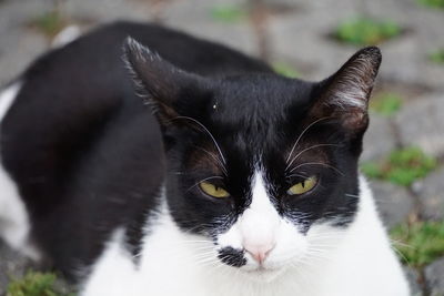 Close-up portrait of a cat