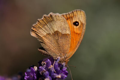 Close-up of butterfly on purple flower