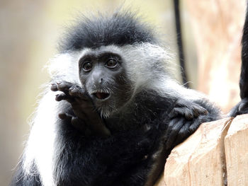 Close-up portrait of monkey