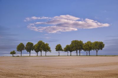 Trees on field against sky