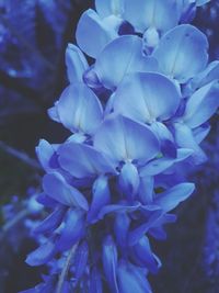Close-up of blue flowering plant