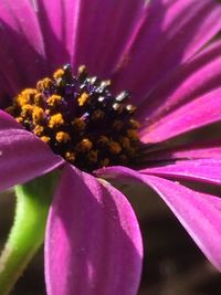 Close-up of purple flower blooming outdoors