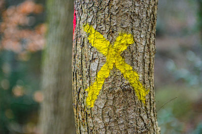 Close-up of tree trunk
