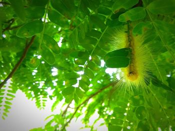 Close-up of green leaves on tree