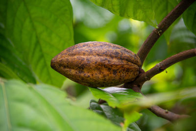 Cocoa on the cocoa tree