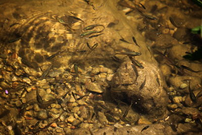 High angle view of fishes swimming in sea