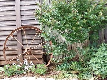 Plants on wooden wall