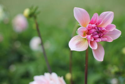 Close-up of pink flowers blooming outdoors