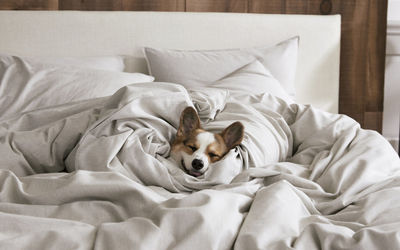 Dog sleeping on bed at home