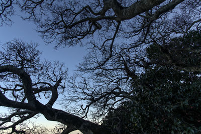 Low angle view of silhouette tree against sky