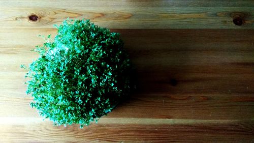 High angle view of potted plant on table