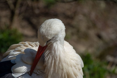 Close-up of a bird