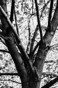 Close-up of tree in forest