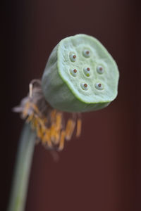 Close-up of lotus water lily against black background