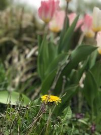 Close-up of yellow flowers growing in field