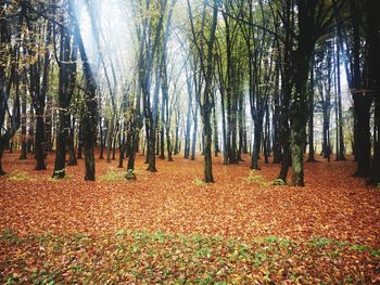 Trees growing in forest during autumn