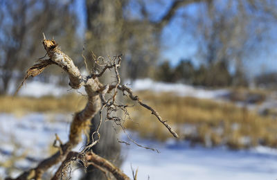 Close-up of bare tree during winter