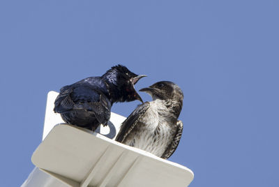 Low angle view of birds perching on the sky