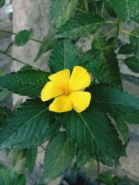 Close-up of yellow flower blooming outdoors