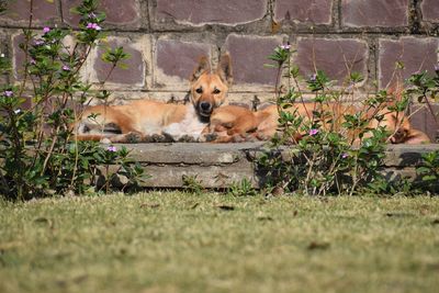 View of a dog relaxing on field