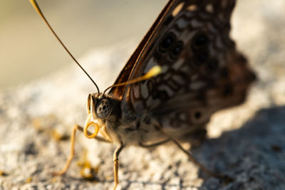 Close-up of butterfly eating outdoors