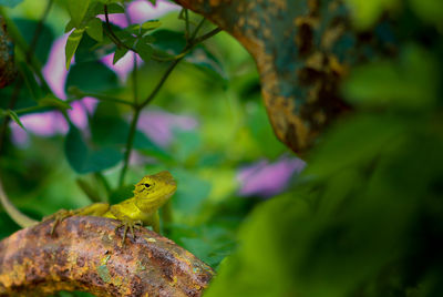 Close-up of insect perching on plant