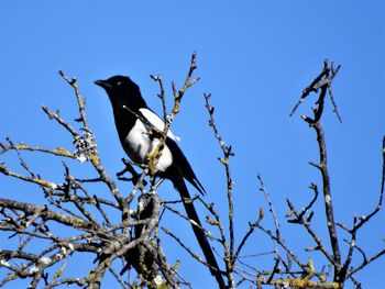 Low angle view of bird perching on tree against blue sky