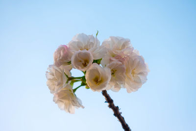 Close-up of pink flowers