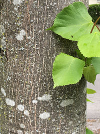 Close-up of ivy growing on tree trunk