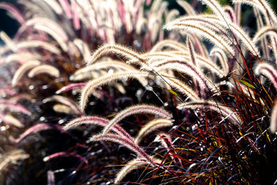 Full frame shot of plants