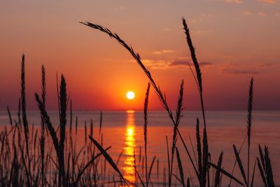 Silhouette plants against sea during sunset