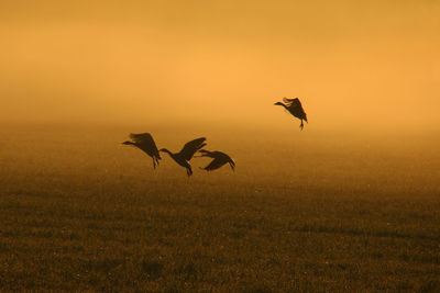 Birds flying in sky during sunset