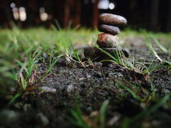 Close-up of mushroom growing on field