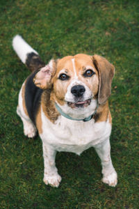 High angle portrait of dog on grass