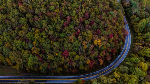 High angle view of multi colored flowering plants by trees