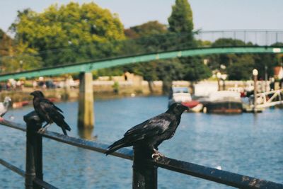 Seagulls perching on railing