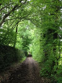 Footpath passing through forest