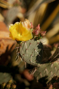 Close-up of yellow cactus flower