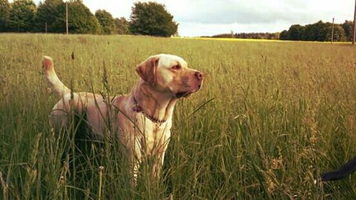 Cow grazing on grassy field