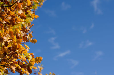 Low angle view of flowering plant against blue sky