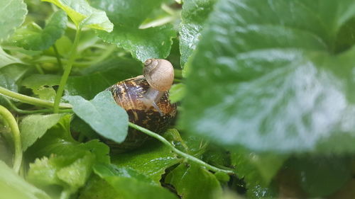 Close-up of insect on leaf