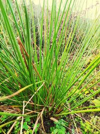 High angle view of bamboo plant on field
