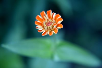 Close-up of orange flower