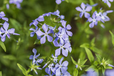 Close-up of purple flowering plant