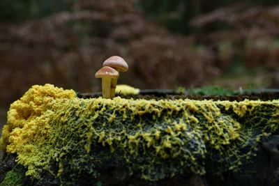 Close-up of mushrooms growing on land