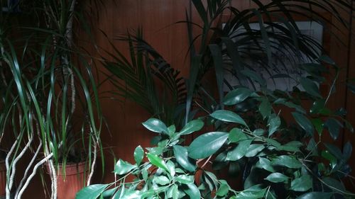 Close-up of plants growing in yard at night