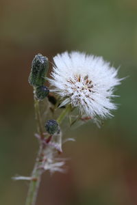 Close-up of dandelion flower